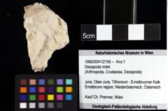 Foto (Objket + Etiketten) von Decapoda indet. 